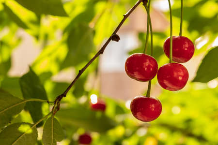 Cherry, cherries, branch, closeup photo. Selective focusの写真素材