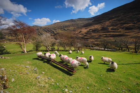 The sheepsの写真素材