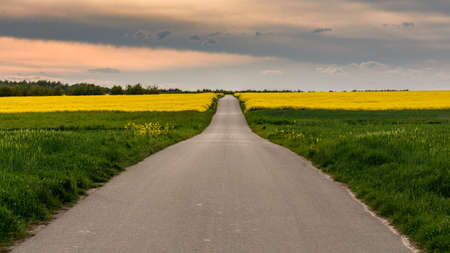 road through blooming rape fieldsの写真素材