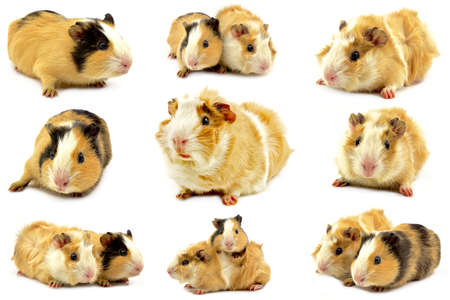rosette and smoothhaired guinea pigsの写真素材