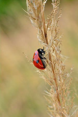 ladybug on a dry plant