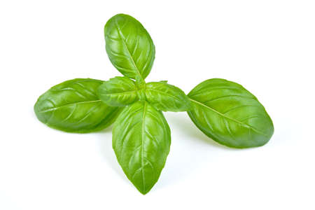 basil leafの写真素材
