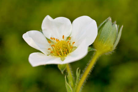 strawberry flower