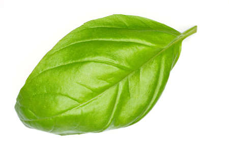 basil leaf