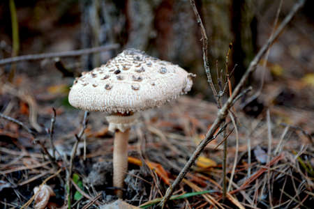 kite mushroomの写真素材