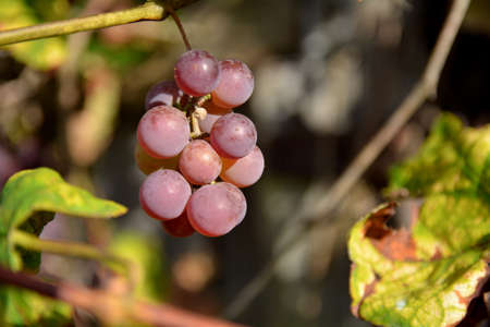 grape fruitの写真素材