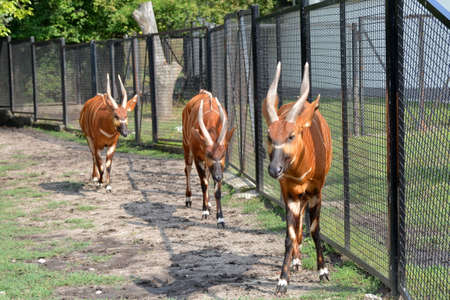 Forest Bongo, Bongo Antelope (Tragelaphus eurycerus)の写真素材