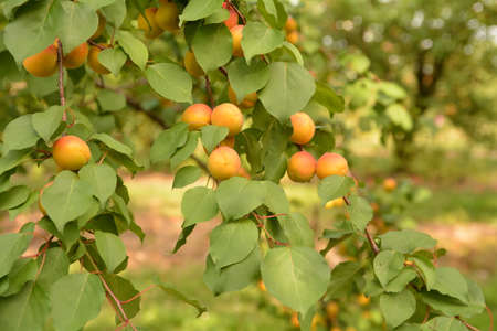 apricotsの写真素材