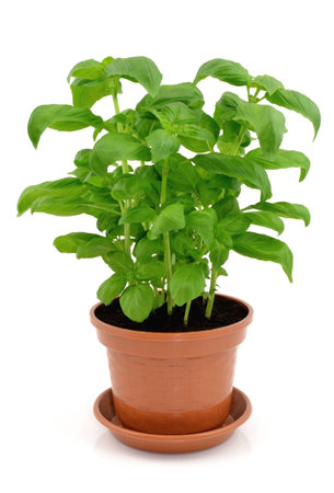 basil on a white backgroundの写真素材