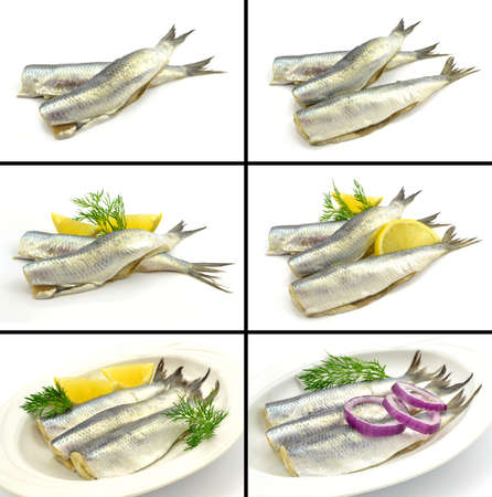 herring on a white backgroundの写真素材