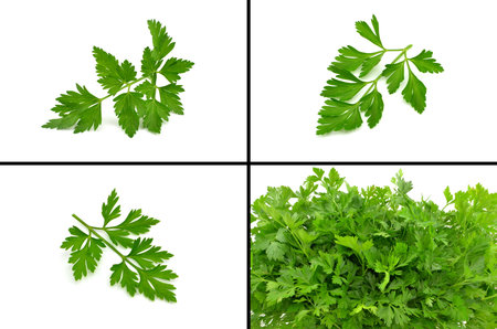 parsley on a white backgroundの写真素材