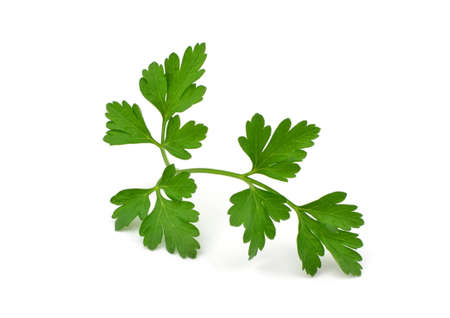 parsley on a white backgroundの写真素材