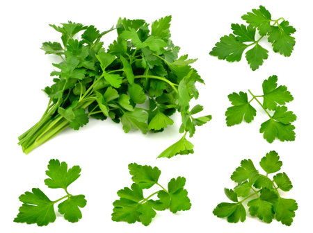 parsley on a white backgroundの写真素材