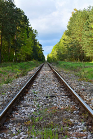 railroad tracks through the forestの写真素材