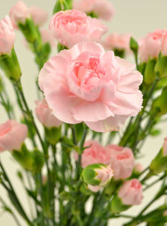 flowers of carnationsの写真素材