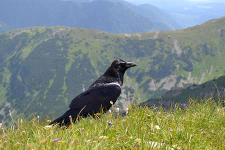 raven in the Tatra Mountains