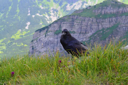 raven in the Tatra Mountainsの写真素材