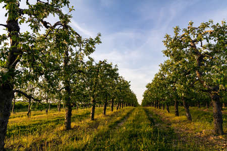 view of the apple orchard in springの写真素材