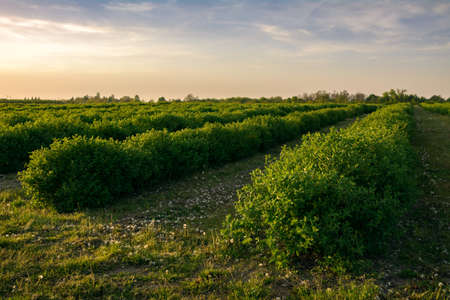 haskap berry plantation in springの写真素材