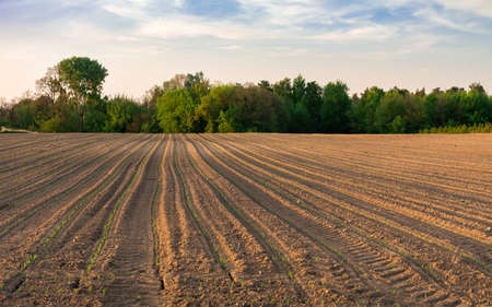 view of the field in early springの写真素材