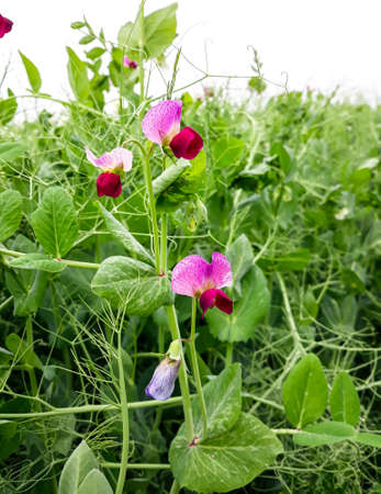 pea flower on the fieldの写真素材