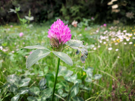 blooming clover in the meadowの写真素材