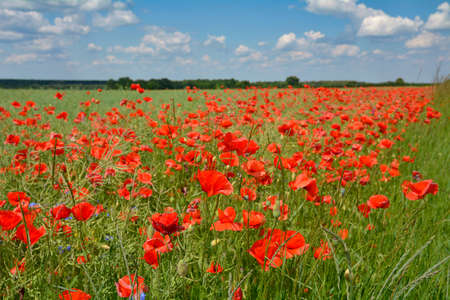 poppy flowers on the fieldの写真素材