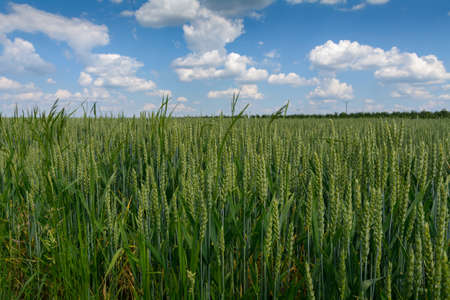view of the wheat field