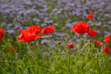 poppy flowers on the fieldの写真素材