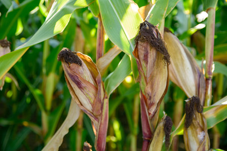 ripe corn cob in the field