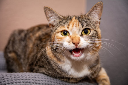 portrait of a young domestic catの写真素材