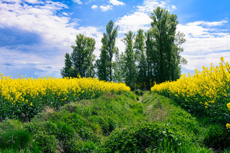 view of a blooming rapeseed fieldの写真素材