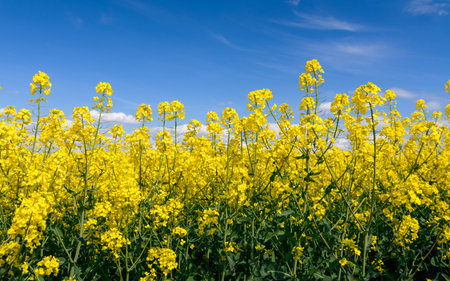 Field of blooming rapeseed with blue sky in the background.