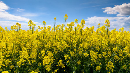 rapeseed flowers against the sky