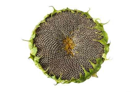 sunflower on a white backgroundの写真素材