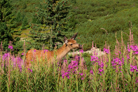 Deer in the high alpine meadow on a summer dayの写真素材
