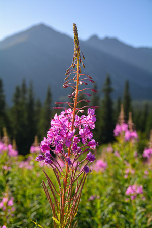 Blooming fireweed flower on Hala GÄsienicowa in the Tatra Mountains - Polandの写真素材