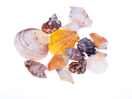 Sea shell isolated on white backgroundの写真素材