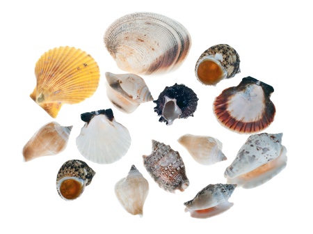                              Shell collection on the white background の写真素材