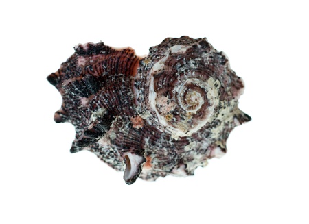 Shell on the white background 