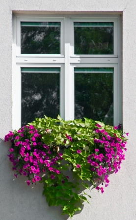 Window with flowersの写真素材