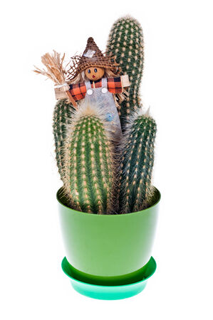 Cactus in front of white  の写真素材