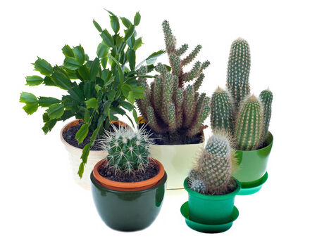 Cactus in front of white  の写真素材