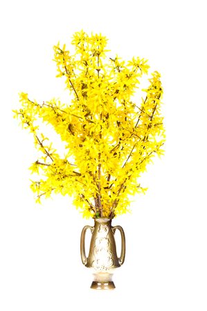 Forsythia isolated on white background,の写真素材