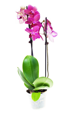 Orchid phalaenopsis in pot, isolated on white backgroundの写真素材