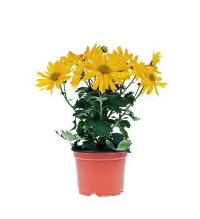 Colorful flowers in vase ,isolated over white background.の写真素材