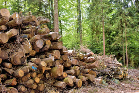 Cut trees stacked together in a forest in Liechtenstein 24.4.2020