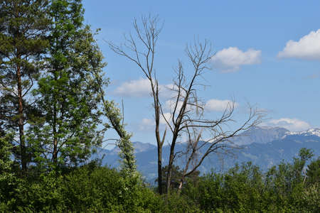 Pretty nature in Schaan in Liechtenstein 27.4.2020の写真素材