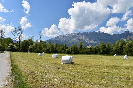 Hay balls on a meadow in Schaan in Liechtenstein 27.4.2020の写真素材
