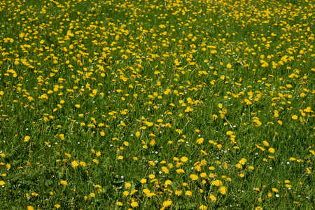 Green field full with yellow dandelions in Wasserauen in Switzerland 7.5.2020の写真素材